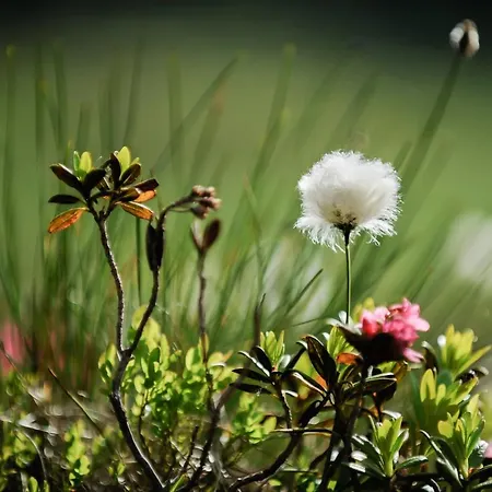 Smarthotel Bergresidenz - Adults Only