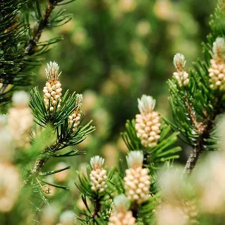 Hotel Smarthotel Bergresidenz - Adults Only