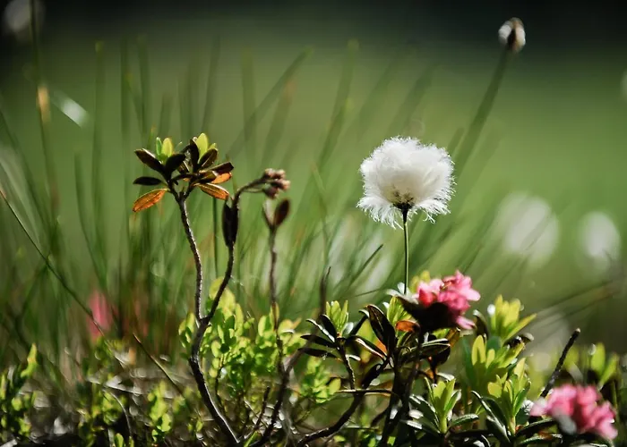 Smarthotel Bergresidenz - Adults Only