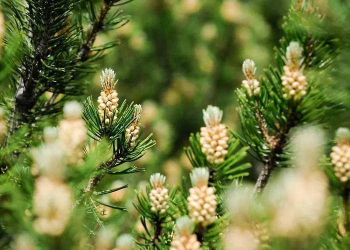 Hotel Smarthotel Bergresidenz - Adults Only